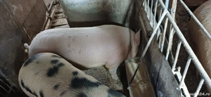 porci de vanzare - imagine 2