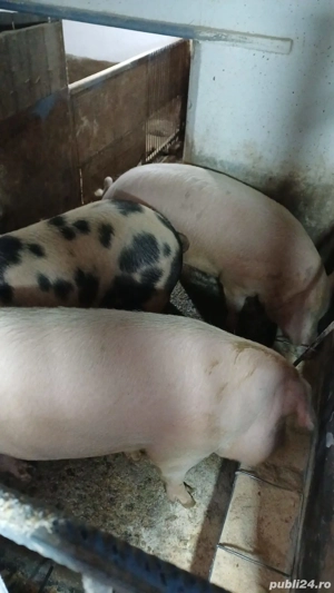 porci de vanzare