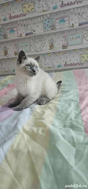 British shorthair,culori diferite,asiguram transport!