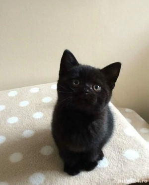 British shorthair,culori diferite,asiguram transport! - imagine 2