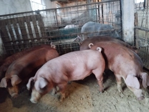 De vînzare scrofițe durok 80 90 kg Horia Neamț 