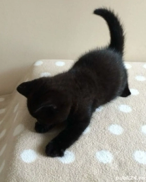 British shorthair,culori diferite,asiguram transport! - imagine 3