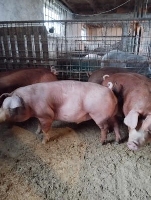 De vînzare scrofițe durok 80 90 kg Horia Neamț  - imagine 2