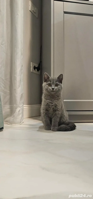 British shorthair,culori diferite,asiguram transport! - imagine 4