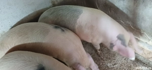 porci de vanzare - imagine 2