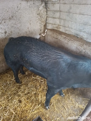 Porc de vânzare  - imagine 2