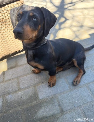 Teckel rasă pură - imagine 4