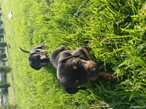 Pui teckel original  - imagine 2