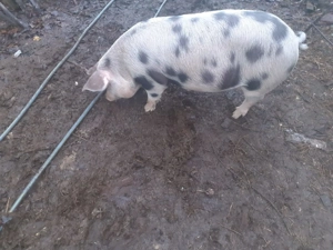 Scrufite pentru prăsilă  - imagine 2