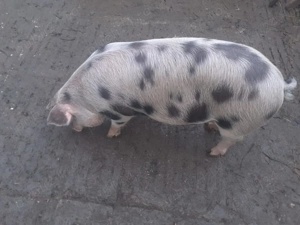 Scrufite pentru prăsilă 