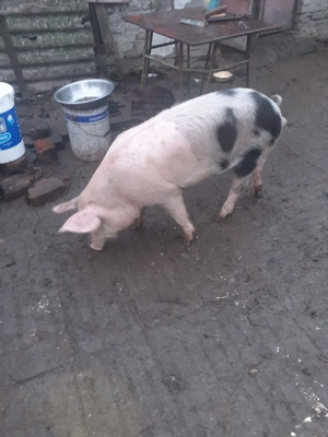 Scrufite pentru prăsilă  - imagine 3