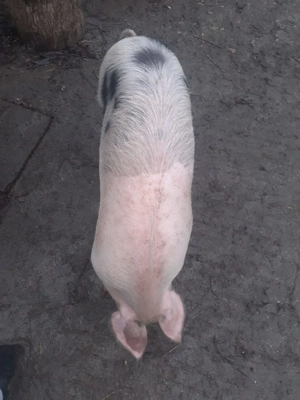 Scrufite pentru prăsilă  - imagine 4