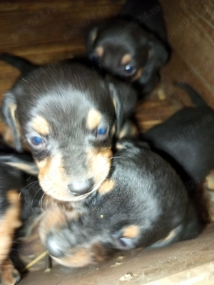 Pui teckel original  - imagine 5