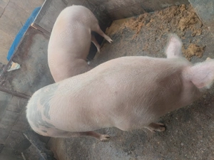 Porci de vânzareeeee - imagine 2