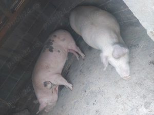 Porci de vânzareeeee