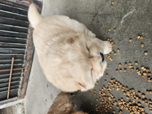 Chow-Chow 