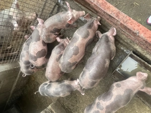 Purcei de vânzare de 2luni  - imagine 2