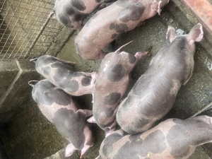 Purcei de vânzare de 2luni 