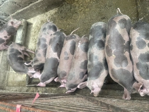 Purcei de vânzare de 2luni  - imagine 5