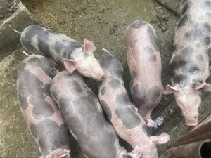 Purcei de vânzare de 2luni  - imagine 4