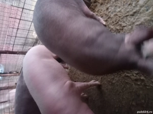 Porci de vanzare pentru Craciun!