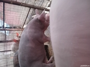 Porci de vanzare pentru Craciun.  - imagine 4