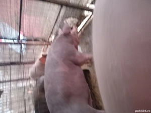 Porci de vanzare pentru Craciun - imagine 2