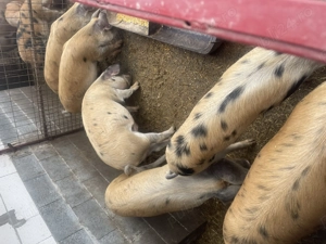 Porci de vânzare între 40-60kg