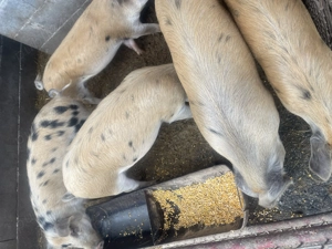 Porci de vânzare între 40-60kg - imagine 4