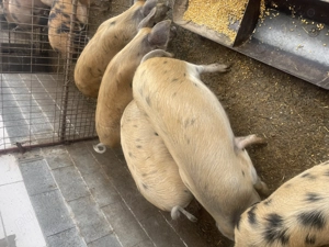 Porci de vânzare între 40-60kg - imagine 3