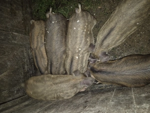 Mangalita  - imagine 2