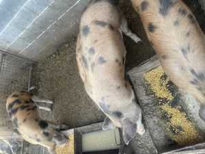 Porci de vânzare între 70-90 - imagine 3