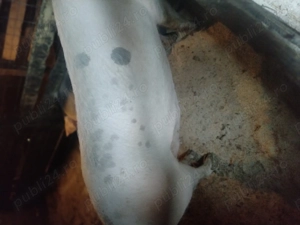 Vând porc de carne  - imagine 3