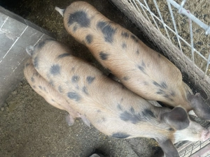 Porci de vânzare între 70-90 - imagine 2