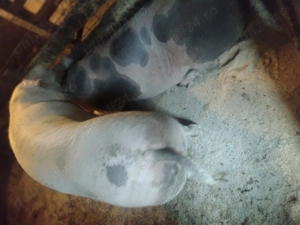 Vând porc de carne  - imagine 4