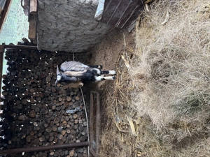 Vând țap Anglo nubian sau schimb pe capră anglo nubiana  - imagine 3