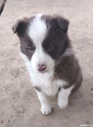 cățelușă border collie 