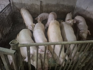 Vand Porci 17 lei kg