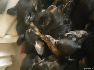 Căței de companie  - imagine 5