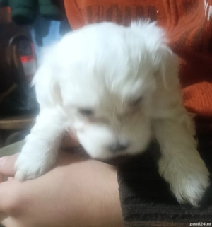 De vânzare  - imagine 3