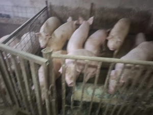 Vand Porci 17 lei kg - imagine 2