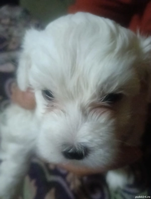 De vânzare  - imagine 2