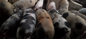 Vand porci 120-140 kg - imagine 2