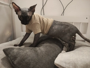 Băiețel sphynx 7 luni - imagine 2