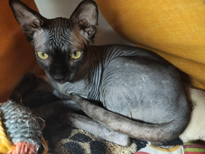 Băiețel sphynx 7 luni - imagine 5