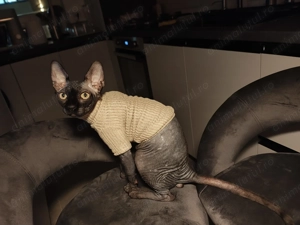 Băiețel sphynx 7 luni - imagine 3