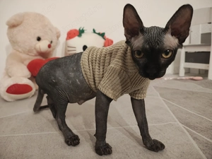 Băiețel sphynx 7 luni - imagine 4