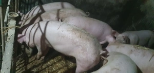 Scroafe rasa Landrace