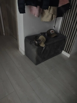 Băiețel sphynx 7 luni