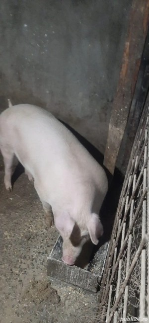 porci de vanzare